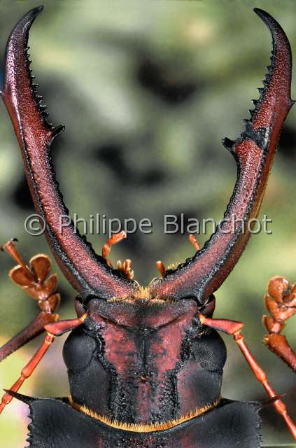 Macrodontia cervicornis.JPG - Macrodontia cervicornis (Portrait)Longicorne Long horned beetleColeopteraCerambycidaeGuyane